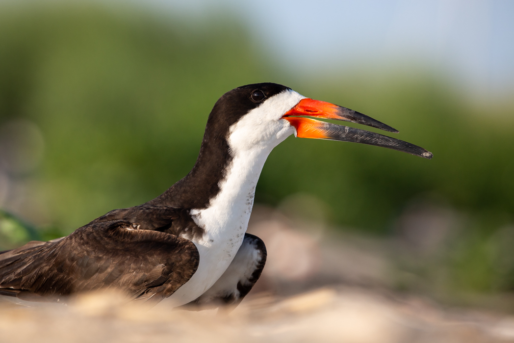 Black Skimmers