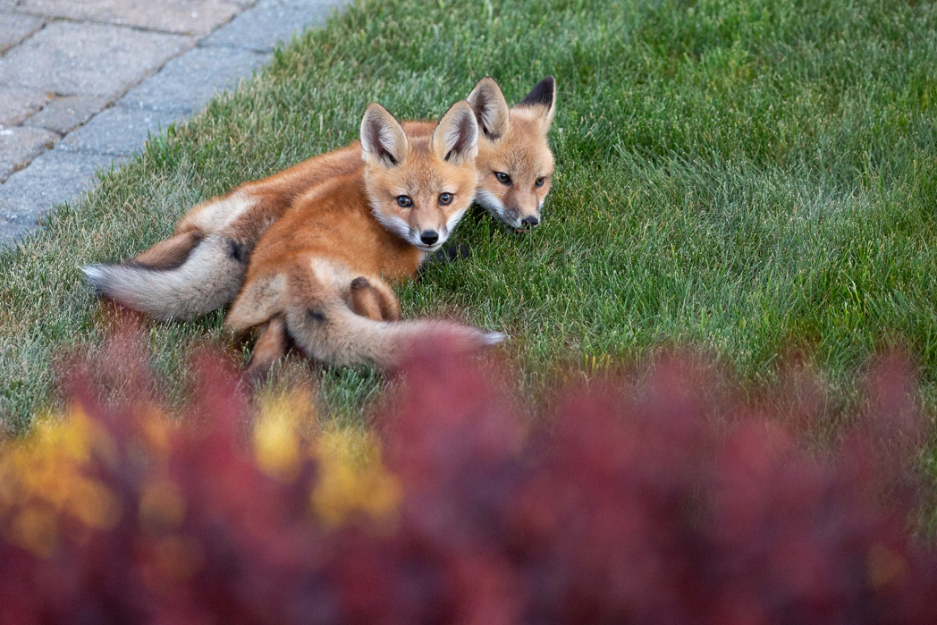 Foxes